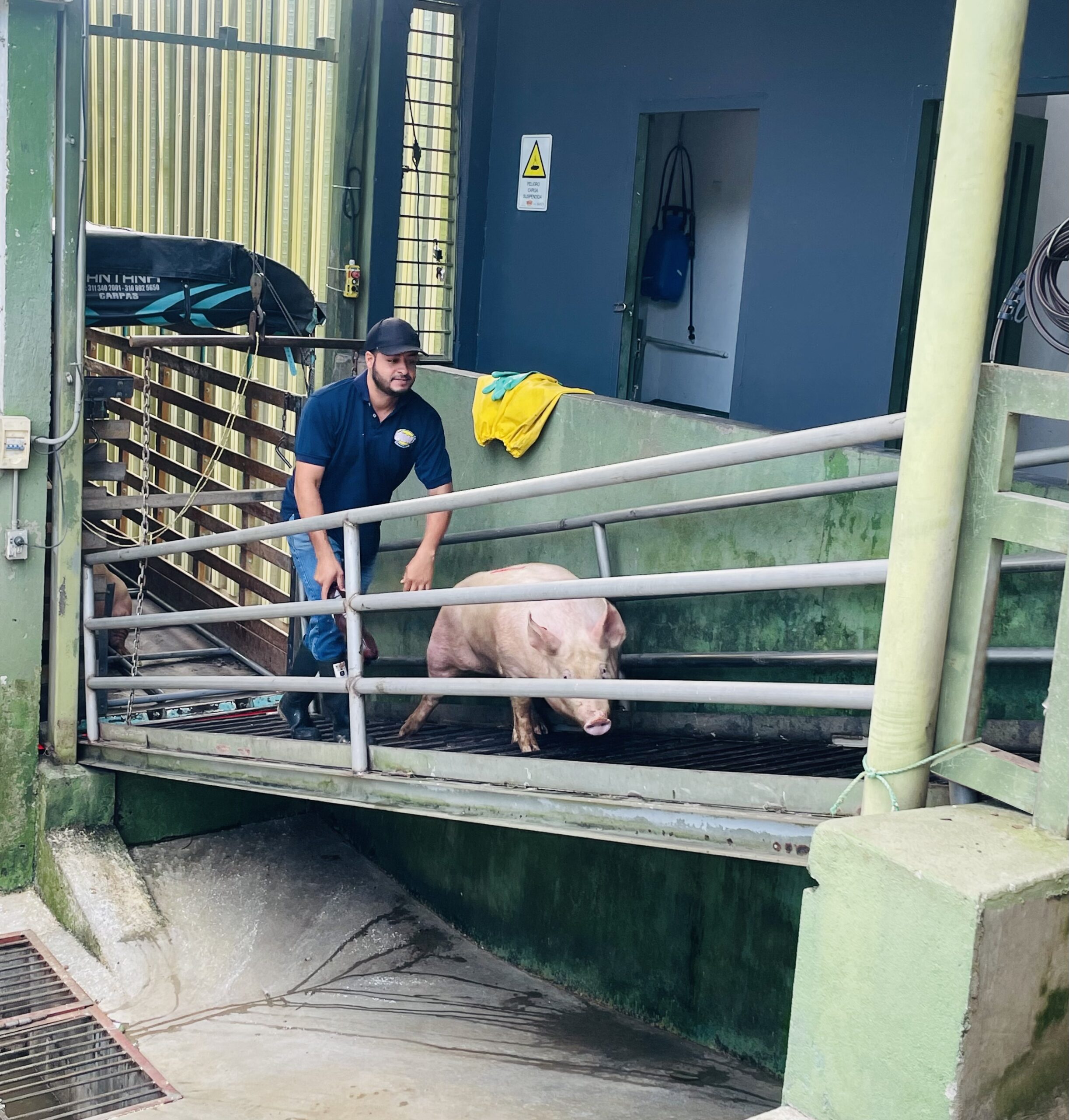 Muelle_Recepcion_Porcina